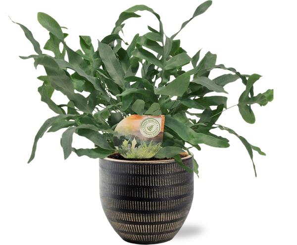 Phlebodium Blue Star - Ø12cm - ↕35cm + Beau Pot D14x13cm - Schwarz