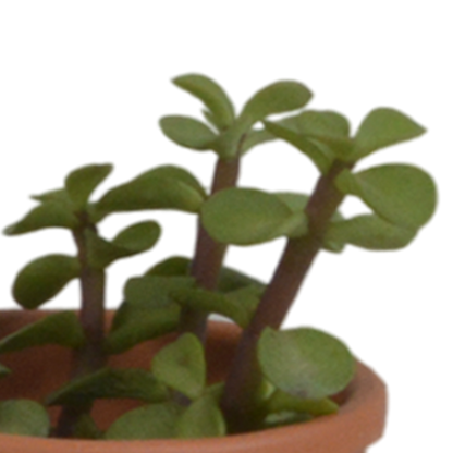 Vetplanten mix 5.5 cm - 5x - in terracotta pot