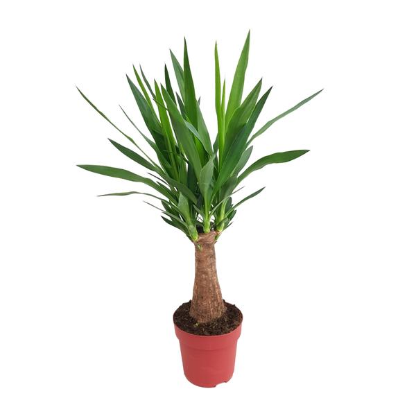 Yucca &quot;Maya Tree&quot; 30stam P19 - Ø19cm - ↕80cm