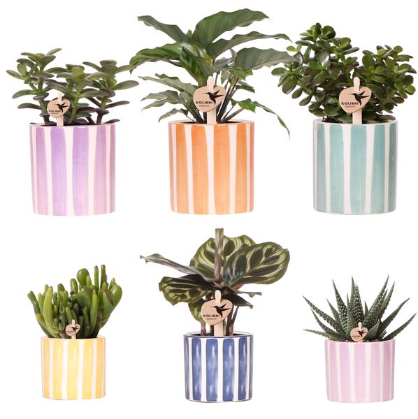 Kolibri Greens | Mix of green plants + Painted Stripe decorative pots - pot size Ø9cm &amp;amp; Ø6cm | flowering houseplants - fresh from the grower