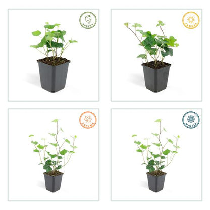 Hedera Hibernica - ↕10-25cm - Ø9cm - 6x
