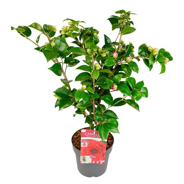 Camellia jap. &
