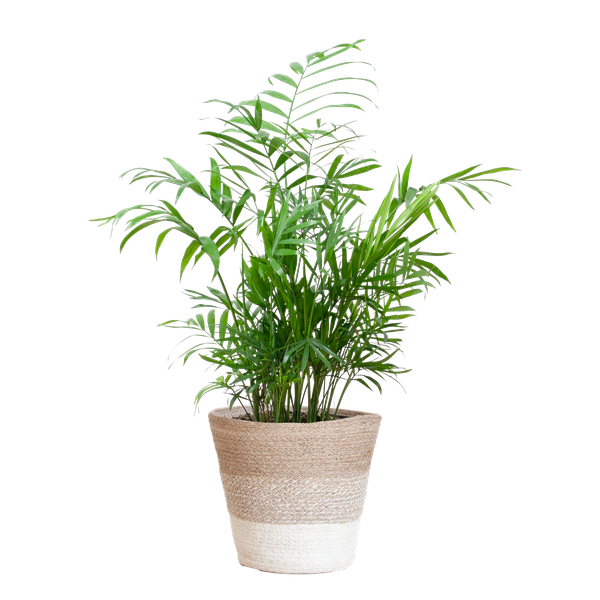 Chamadorea Elegans met Mand Lissabon wit - 55cm - Ø17