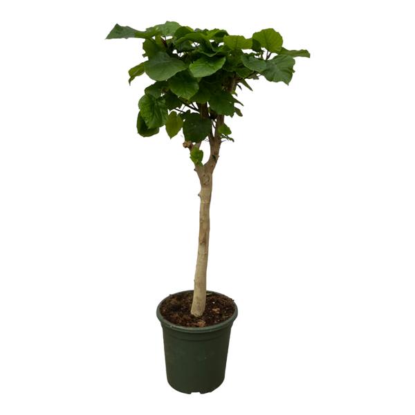 Ficus Umbellata trunk - 150 cm - Ø33cm