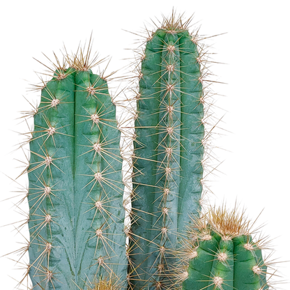 Pilosocereus azureus - 17cm - zonder pot