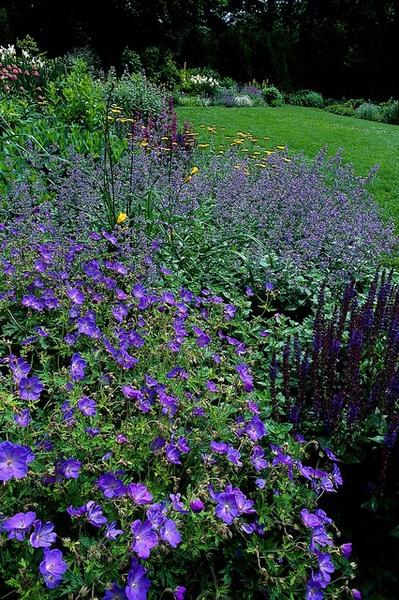 Geranium &