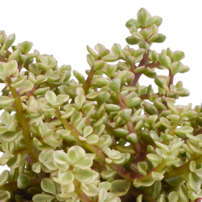 Crassula mix 10,5 cm - 3x - in terracotta pot