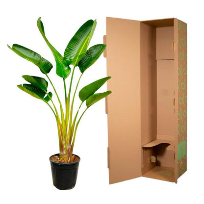 Strelitzia Augusta - 160 cm - Ø24