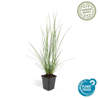 Pennisetum alopecuroides &