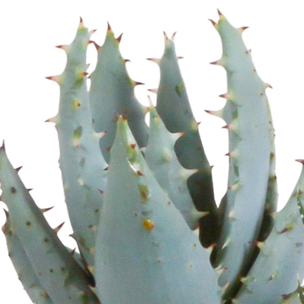 Gasteria/Haworthia mix 5,5cm - in witte pot - 5x