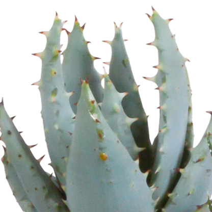 Gasteria/Haworthia mix 5,5cm - in witte pot - 5x