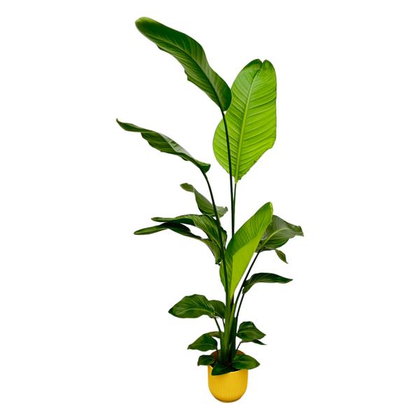 Strelitzia Nicolai inklusive elho Vibes Fold Round gelb - 130 cm - Ø18