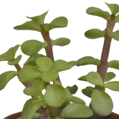 Vetplanten mix 5.5 cm - 5x - zonder pot