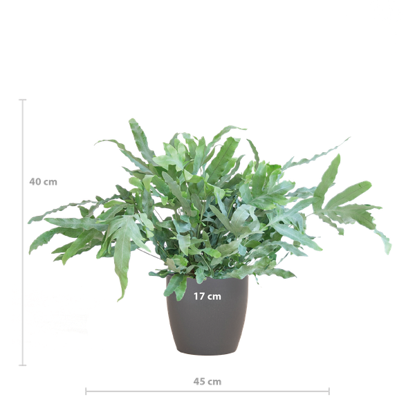 Phlebodium Aureum Blue Star met sierpot