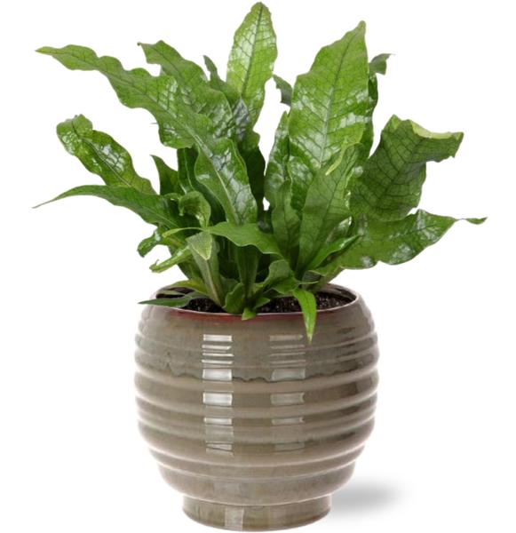 Microsorum Crocodyllus - Ø12cm - ↕30cm + Dalmine Pot D13x11,5cm - Groen