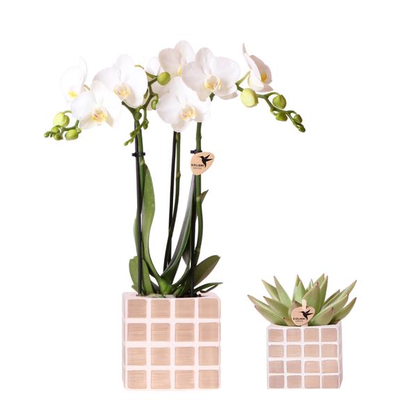 Kolibri Orchids | Set of white orchid Amabilis and succulent in Mosa decorative pots brown - pot size Ø9cm &amp;amp; Ø6cm | flowering houseplant - fresh from the grower