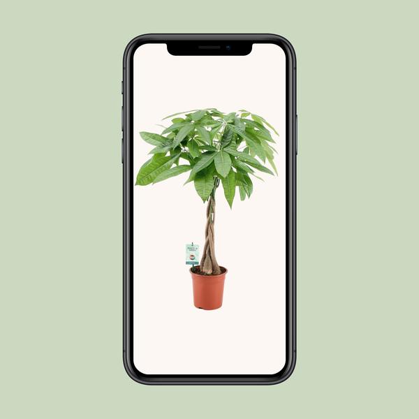 Pachira Aqautica – Ø19cm – ↕80cm