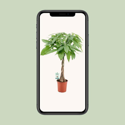 Pachira Aqautica – Ø19cm – ↕80cm