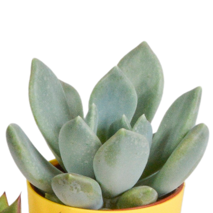 Vetplanten mix 5.5 cm - 5x - in gekleurde plasticpot