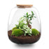 Plant terrarium - Emma - DIY kit - ↑ 25 cm - Ø 23 cm - Bonsai White