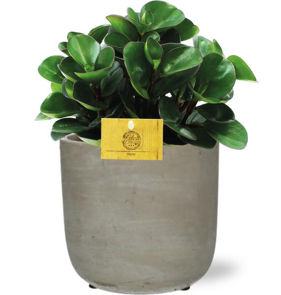Peperomia Burning Bush - Ø15cm - ↕25cm + Stone Rond D15,5x14,5cm - Grijs