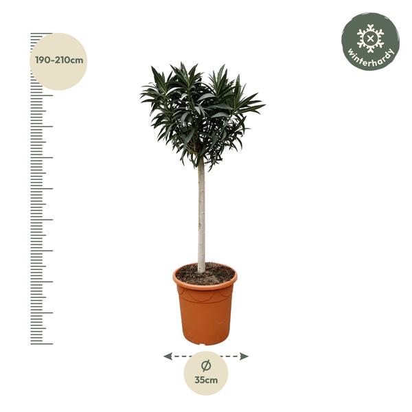 Nerium Oleander auf Stiel mit rosa Blüte – 200 cm – Ø35