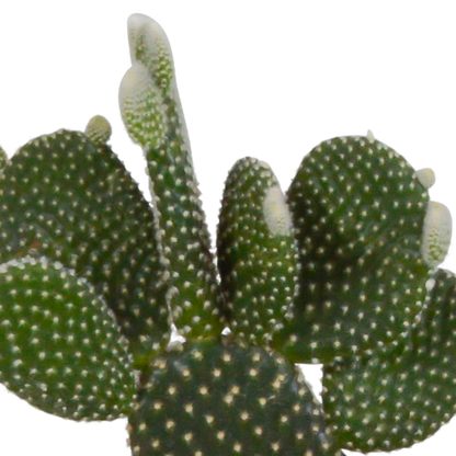 Cactus mix 10.5 cm - 3x - in terracotta pot