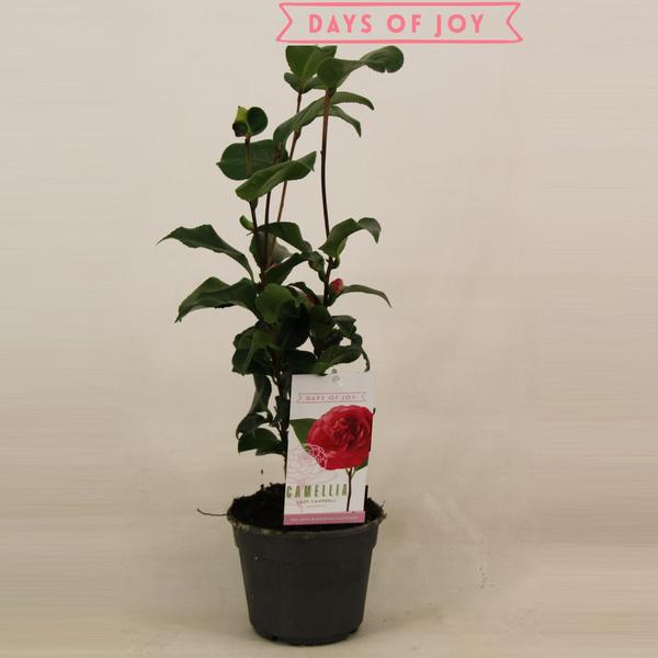 Camellia Japonica &