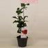 Camellia Japonica &