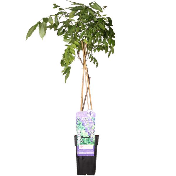 Wisteria sinensis &