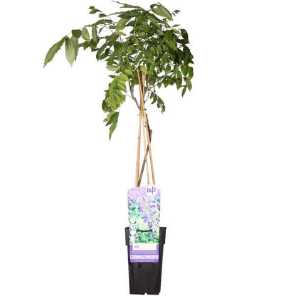 Wisteria sinensis &
