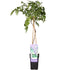 Wisteria sinensis &