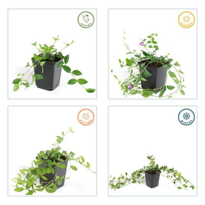 Vinca minor &