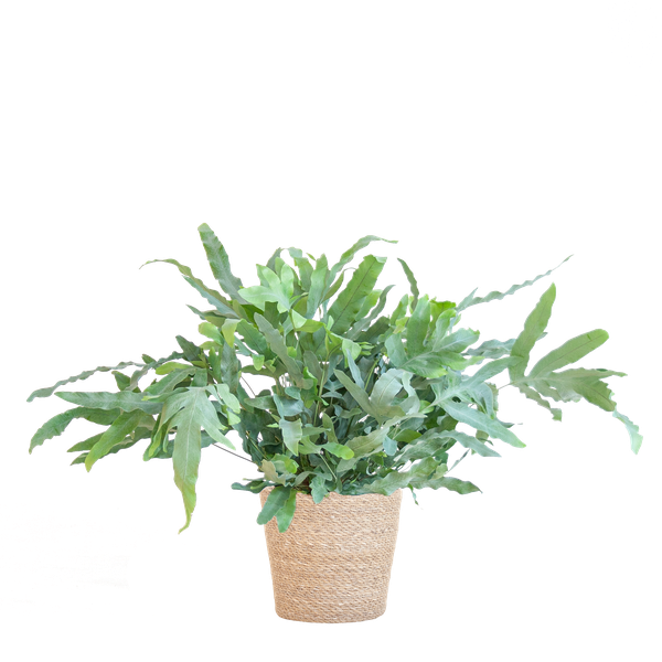 Phlebodium Aureum &