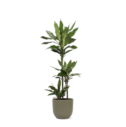 Dracaena Janet Lind Ø24cm ↕120cm in Boule OLIVE pot