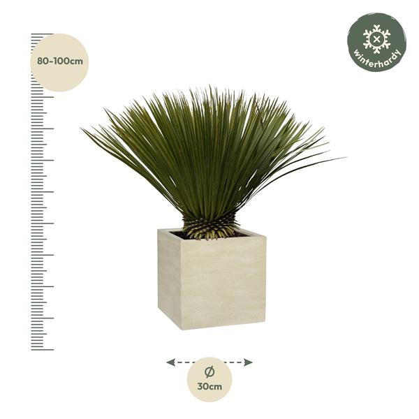 Yucca Rostrata – 80 cm – Ø27