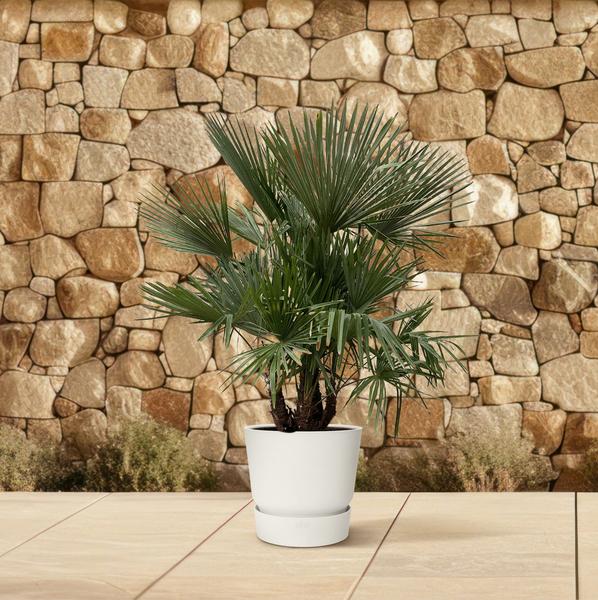 Trachycarpus mit mehreren Stämmen – 200 cm – Ø45