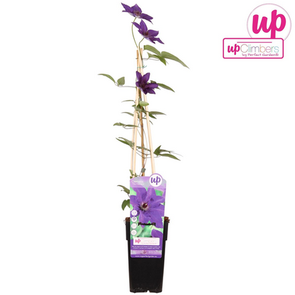 Clematis The President - Clematis Paars - Ø15cm - ↕65cm