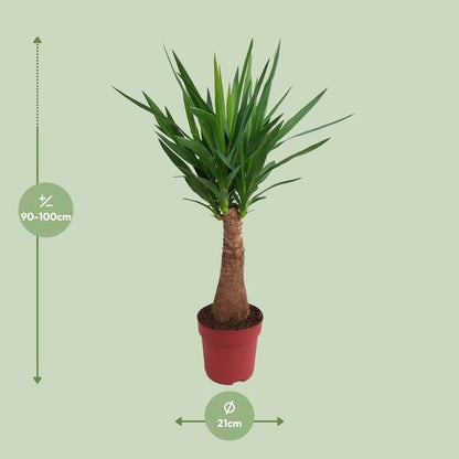 Yucca &quot;Maya Tree&quot; 40stem P21 - Ø21cm - ↕100cm