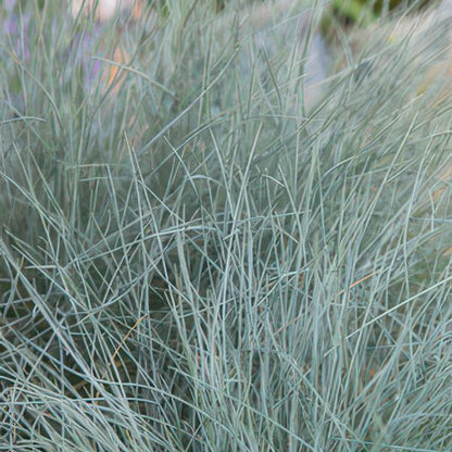 Festuca glauca &