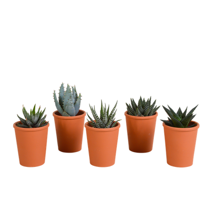 Gasteria/Haworthia mix 5,5cm - 5x - in terracotta pot