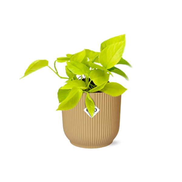 Epipremnum Pinnatum &