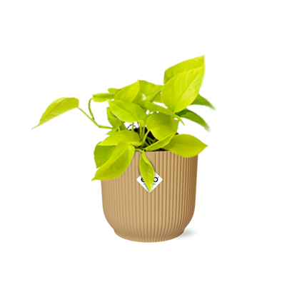 Epipremnum Pinnatum &