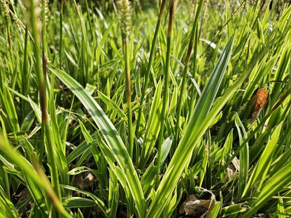 Carex morrowii &