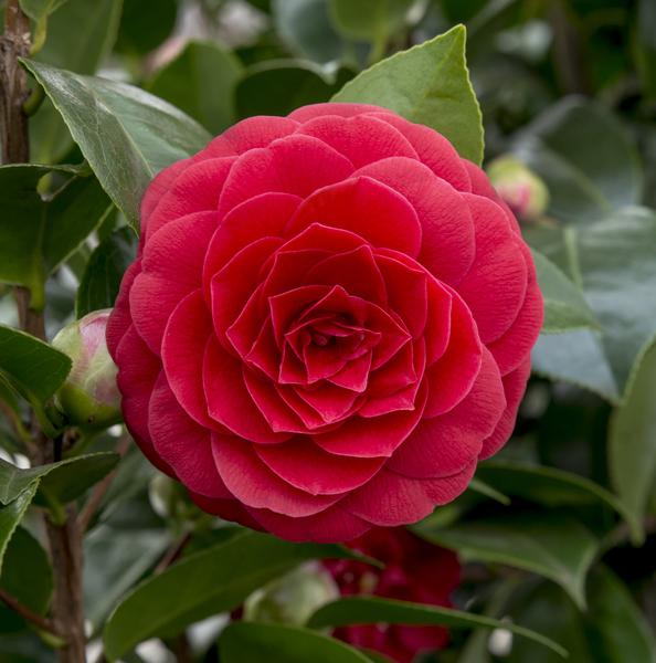 Camellia jap. &