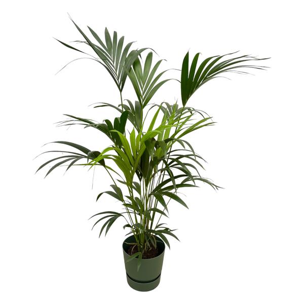 Kentia-Palme inklusive elho Greenville Rund grün – 160 cm – Ø30