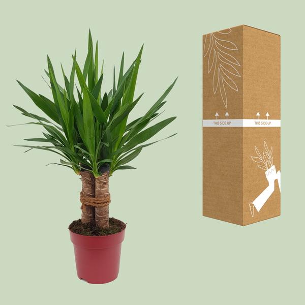Yucca &quot;Tres Cañas&quot; 30 Stam P19 - Ø19cm - ↕70cm