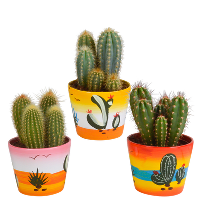 Cereus mix 10,5cm - 3x - in Mexicaanse pot