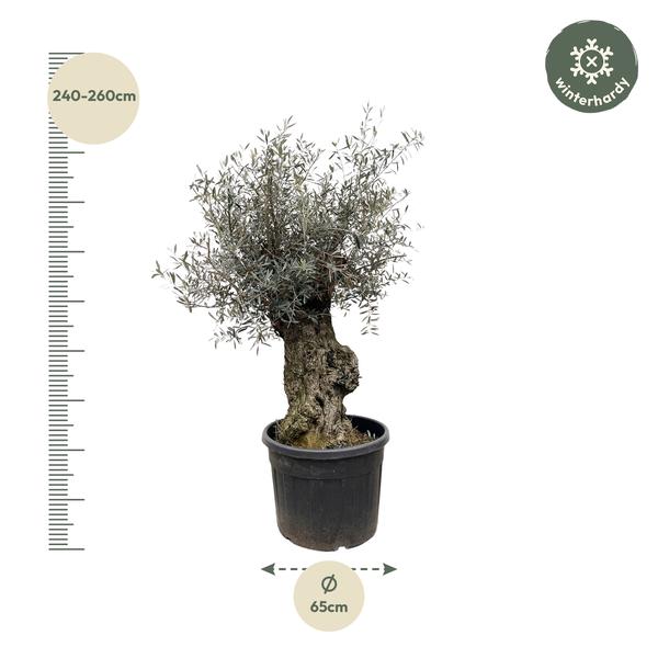 Olea Europaea Bonsai – 250 cm – Ø65