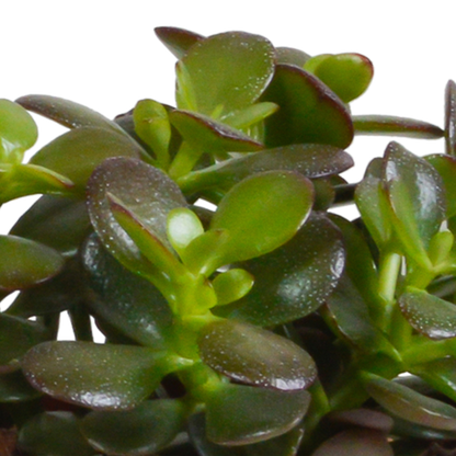 Crassula mix 10,5 cm - 3x - in witte pot